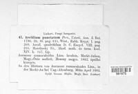Aecidium punctatum image